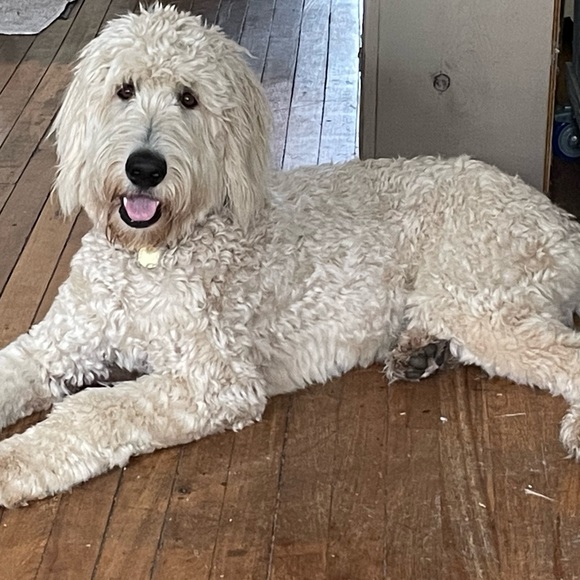 Meet your Posher, Kristie - Picture 1 of 1